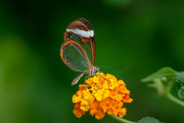 Macro Shots Belle Scène Nature Gros Plan Beau Papillon Assis — Photo