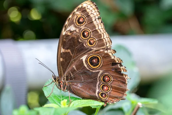 Makro Skott Vacker Natur Scen Närbild Vacker Fjäril Sitter Blomman — Stockfoto