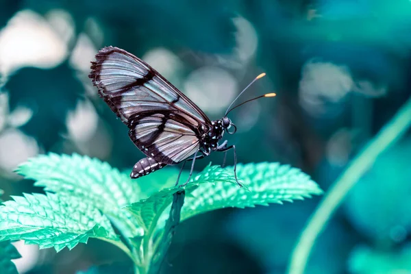 Makro Çekimler Güzel Doğa Sahneleri Yaklaş Güzel Kelebek Yaz Bahçesindeki — Stok fotoğraf