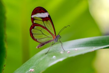 Makro çekimler, güzel doğa sahneleri. Yaklaş, güzel kelebek yaz bahçesindeki çiçekte oturuyor..