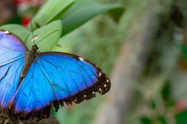 Makro çekimler, güzel doğa sahneleri. Yaklaş, güzel kelebek yaz bahçesindeki çiçekte oturuyor..