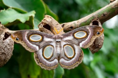 Makro çekimler, güzel doğa sahneleri. Yaklaş, güzel kelebek yaz bahçesindeki çiçekte oturuyor..