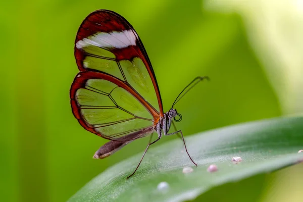 Makroaufnahmen Schöne Naturszene Nahaufnahme Schöner Schmetterling Sitzt Auf Der Blume — Stockfoto