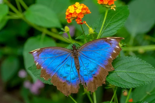 Macro Shots Beautiful Nature Scene Closeup Beautiful Butterfly Sitting Flower — Stock Photo, Image