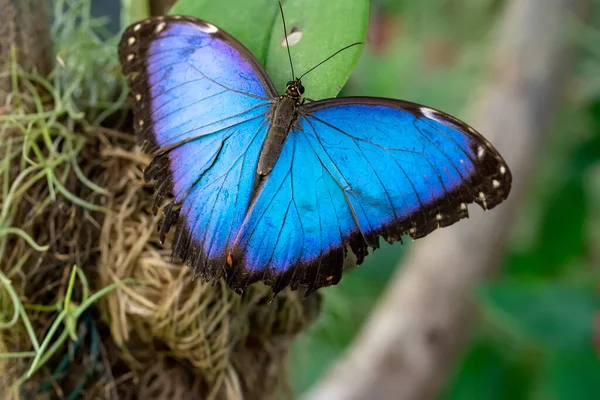 Fotos Macro Hermosa Escena Naturaleza Primer Plano Hermosa Mariposa Sentada — Foto de Stock