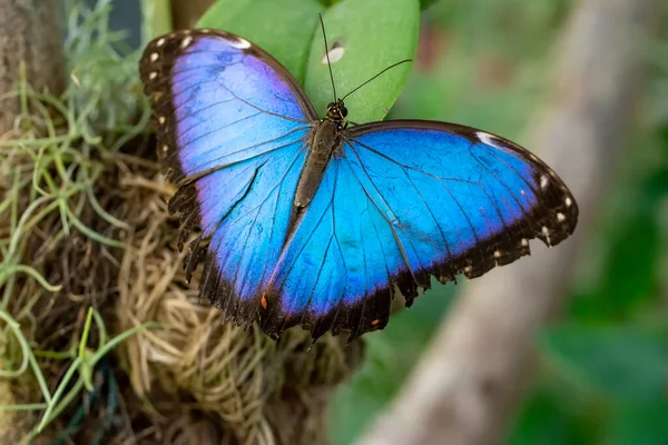 Makro Skott Vacker Natur Scen Närbild Vacker Fjäril Sitter Blomman — Stockfoto