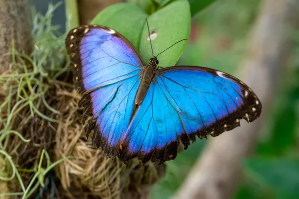 Makroaufnahmen Schöne Naturszene Nahaufnahme Schöner Schmetterling Sitzt Auf Der Blume — Stockfoto