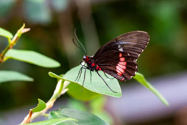 Makro Skott Vacker Natur Scen Närbild Vacker Fjäril Sitter Blomman — Stockfoto