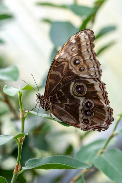 Makro Skott Vacker Natur Scen Närbild Vacker Fjäril Sitter Blomman — Stockfoto