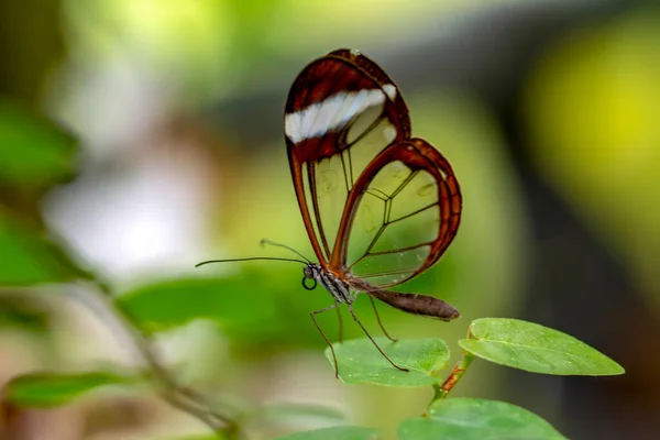 Makroaufnahmen Schöne Naturszene Nahaufnahme Schöner Schmetterling Sitzt Auf Der Blume — Stockfoto