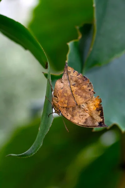 Makro Záběry Krásná Přírodní Scéna Closeup Krásný Motýl Sedí Květině — Stock fotografie