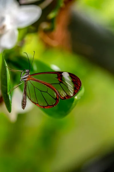 Makro Záběry Krásná Přírodní Scéna Closeup Krásný Motýl Sedí Květině — Stock fotografie