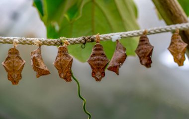 İnanılmaz bir an, Kelebeğin güzel kozası