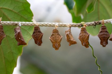 İnanılmaz bir an, Kelebeğin güzel kozası