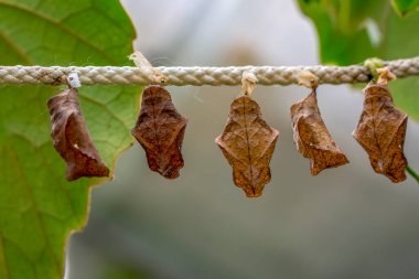 İnanılmaz bir an, Kelebeğin güzel kozası