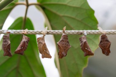 İnanılmaz bir an, Kelebeğin güzel kozası