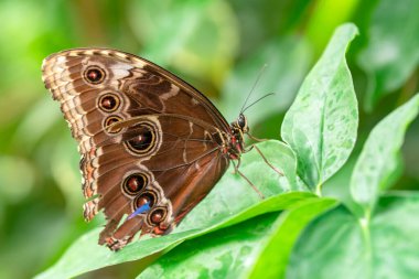 Makro çekimler, güzel doğa sahneleri. Yaklaş, güzel kelebek yaz bahçesindeki çiçekte oturuyor..