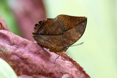 Makro çekimler, güzel doğa sahneleri. Yaklaş, güzel kelebek yaz bahçesindeki çiçekte oturuyor..