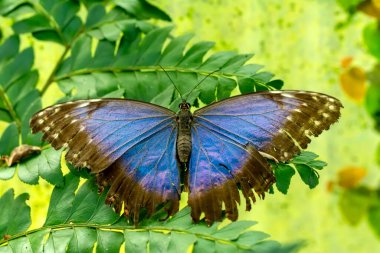 Makro çekimler, güzel doğa sahneleri. Yaklaş, güzel kelebek yaz bahçesindeki çiçekte oturuyor..