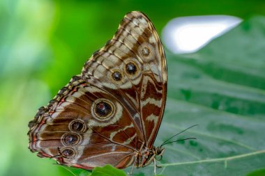 Makro çekimler, güzel doğa sahneleri. Yaklaş, güzel kelebek yaz bahçesindeki çiçekte oturuyor..