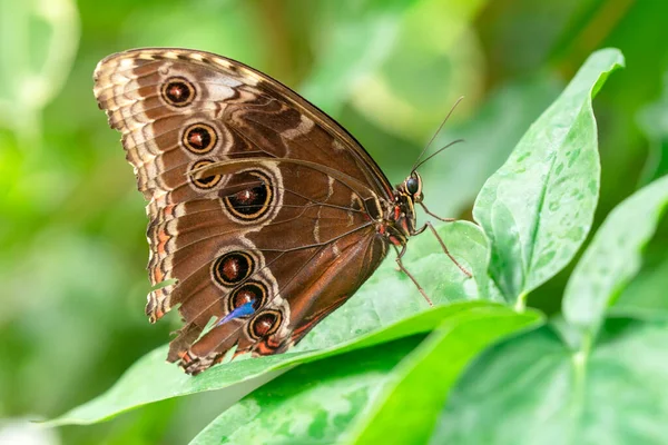 Makroaufnahmen Schöne Naturszene Nahaufnahme Schöner Schmetterling Sitzt Auf Der Blume — Stockfoto