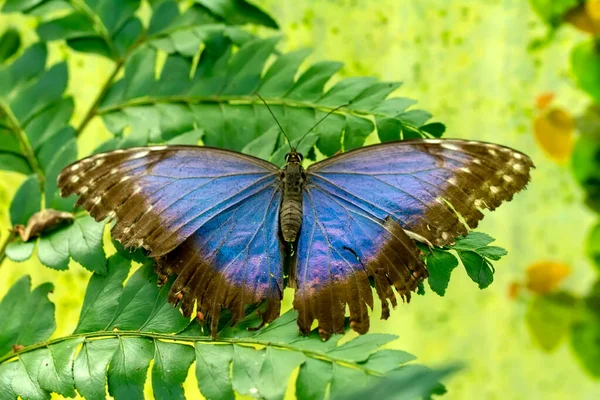 Macro Shots Beautiful Nature Scene Closeup Beautiful Butterfly Sitting Flower — Stock Photo, Image