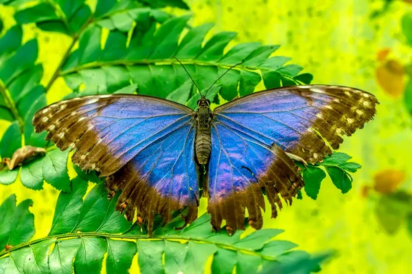 Makro Skott Vacker Natur Scen Närbild Vacker Fjäril Sitter Blomman — Stockfoto