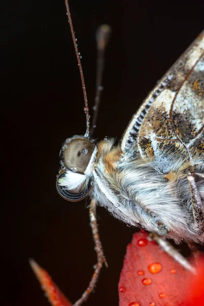 Makro Çekimler Güzel Doğa Sahneleri Yaklaş Güzel Kelebek Yaz Bahçesindeki — Stok fotoğraf