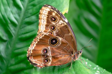 Makro çekimler, güzel doğa sahneleri. Yaklaş, güzel kelebek yaz bahçesindeki çiçekte oturuyor..