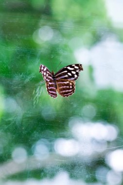 Makro çekimler, güzel doğa sahneleri. Yaklaş, güzel kelebek yaz bahçesindeki çiçekte oturuyor..