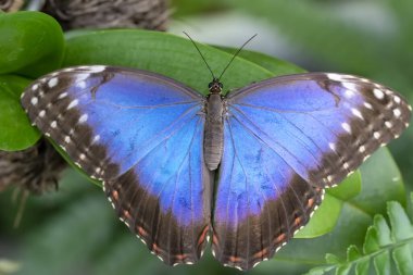 Makro çekimler, güzel doğa sahneleri. Yaklaş, güzel kelebek yaz bahçesindeki çiçekte oturuyor..