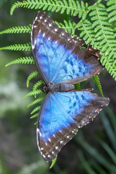 Makro Skott Vacker Natur Scen Närbild Vacker Fjäril Sitter Blomman — Stockfoto