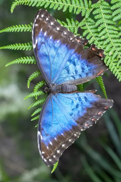 Makro Skott Vacker Natur Scen Närbild Vacker Fjäril Sitter Blomman — Stockfoto