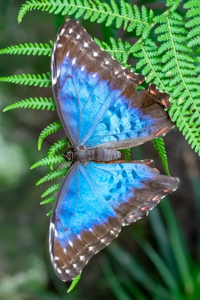 Makro Skott Vacker Natur Scen Närbild Vacker Fjäril Sitter Blomman — Stockfoto