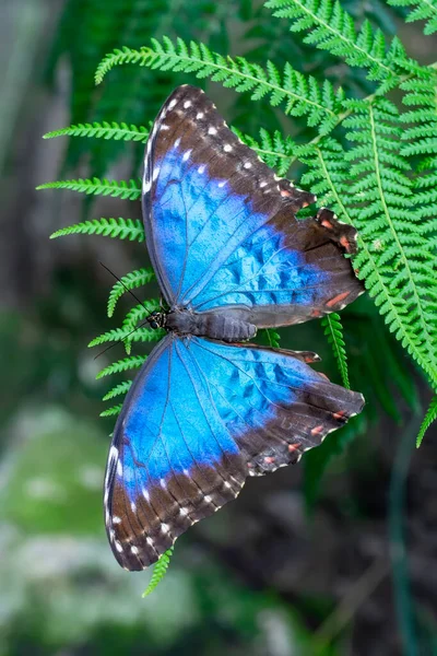 Makro Skott Vacker Natur Scen Närbild Vacker Fjäril Sitter Blomman — Stockfoto