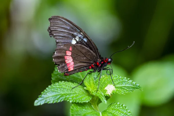 Makro Çekimler Güzel Doğa Sahneleri Yaklaş Güzel Kelebek Yaz Bahçesindeki — Stok fotoğraf