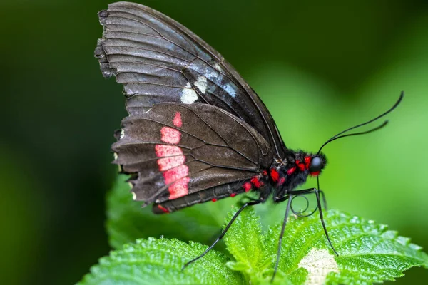 Makro Çekimler Güzel Doğa Sahneleri Yaklaş Güzel Kelebek Yaz Bahçesindeki — Stok fotoğraf