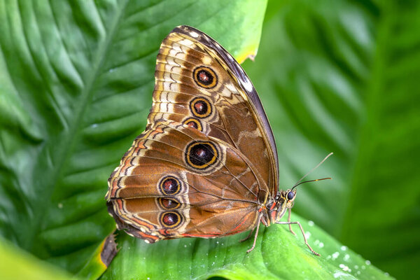 Macro shots, Beautiful nature scene. Closeup beautiful butterfly sitting on the flower in a summer garden.