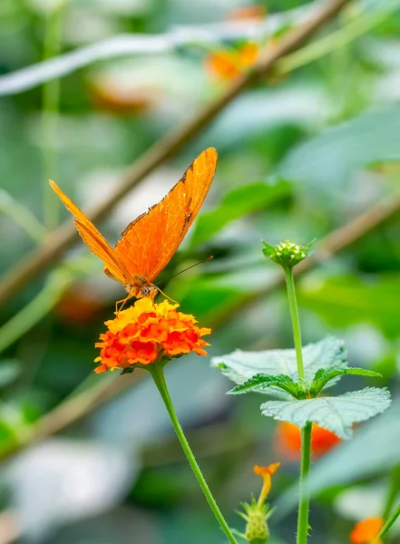 Fotos Macro Hermosa Escena Naturaleza Primer Plano Hermosa Mariposa Sentada — Foto de Stock