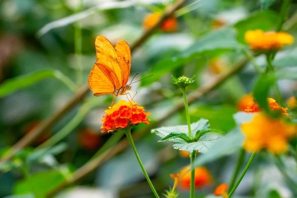 Macro Shots Bela Cena Natureza Closeup Bela Borboleta Sentado Flor — Fotografia de Stock