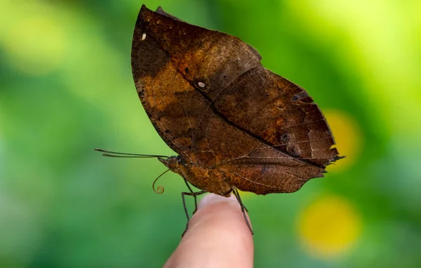 美しい閉じる死んだ葉の蝶 カリマ イナカス 夏の庭であなたの指先で出るインド人 — ストック写真