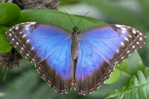 Makro Záběry Krásná Přírodní Scéna Closeup Krásný Motýl Sedí Květině — Stock fotografie