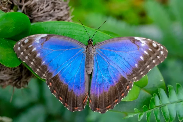 Makroaufnahmen Schöne Naturszene Nahaufnahme Schöner Schmetterling Sitzt Auf Der Blume — Stockfoto