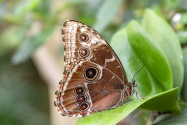 Makro çekimler, güzel doğa sahneleri. Yaklaş, güzel kelebek yaz bahçesindeki çiçekte oturuyor..