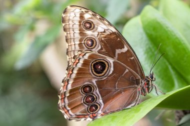 Makro çekimler, güzel doğa sahneleri. Yaklaş, güzel kelebek yaz bahçesindeki çiçekte oturuyor..