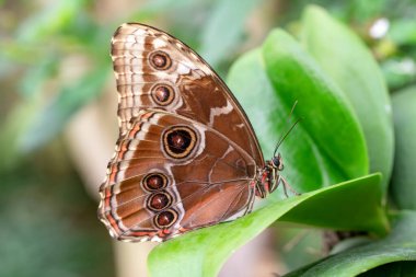 Makro çekimler, güzel doğa sahneleri. Yaklaş, güzel kelebek yaz bahçesindeki çiçekte oturuyor..
