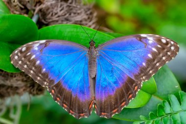 Makro çekimler, güzel doğa sahneleri. Yaklaş, güzel kelebek yaz bahçesindeki çiçekte oturuyor..