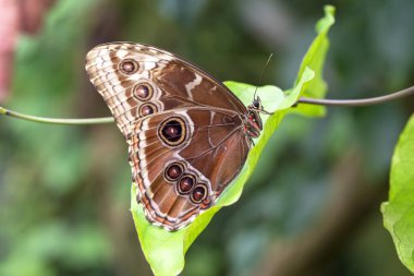 Makro çekimler, güzel doğa sahneleri. Yaklaş, güzel kelebek yaz bahçesindeki çiçekte oturuyor..