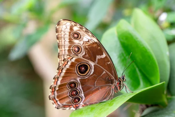 Makro Çekimler Güzel Doğa Sahneleri Yaklaş Güzel Kelebek Yaz Bahçesindeki — Stok fotoğraf