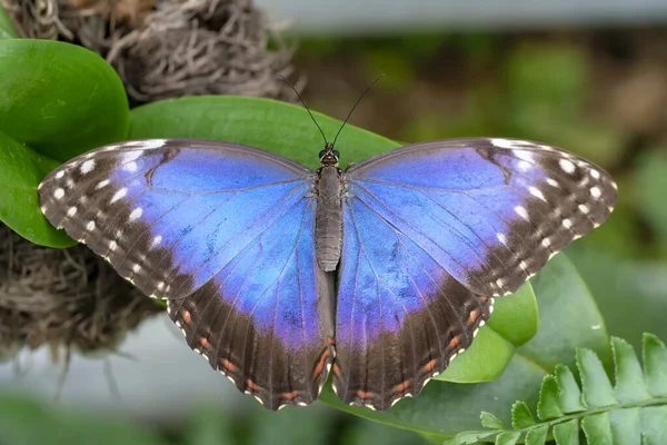 Makro Záběry Krásná Přírodní Scéna Closeup Krásný Motýl Sedí Květině — Stock fotografie